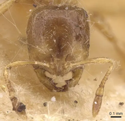 Solenopsis fugax specimen CASENT0913599 image casent0913599_2