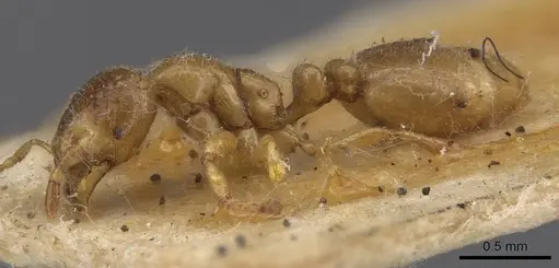 Solenopsis fugax specimen CASENT0913599 image casent0913599_3