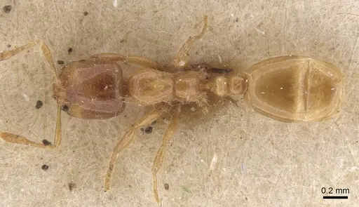 Solenopsis fugax specimen CASENT0913600 image casent0913600_1