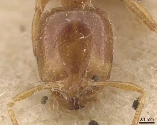 Solenopsis fugax specimen CASENT0913600 image casent0913600_2