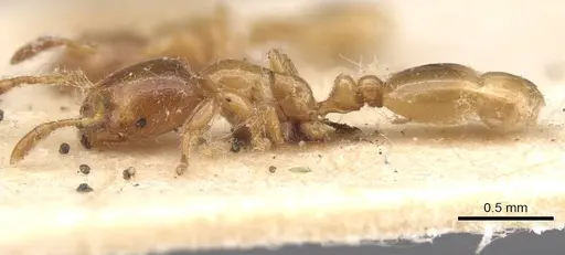 Solenopsis fugax specimen CASENT0913600 image casent0913600_3