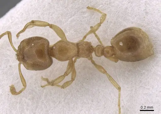 Solenopsis fugax specimen CASENT0913601 image casent0913601_1