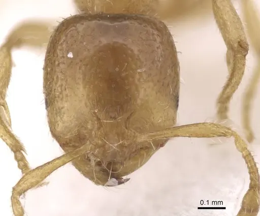 Solenopsis fugax specimen CASENT0913601 image casent0913601_2