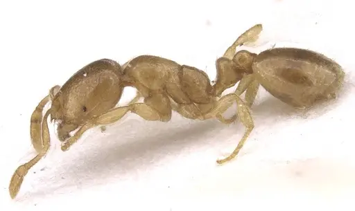 Solenopsis fugax specimen CASENT0913601 image casent0913601_3
