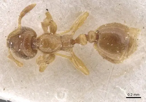 Solenopsis fugax specimen CASENT0913602 image casent0913602_1