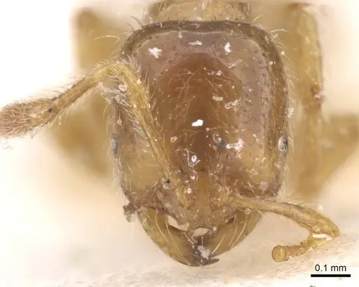Solenopsis fugax specimen CASENT0913602 image casent0913602_2