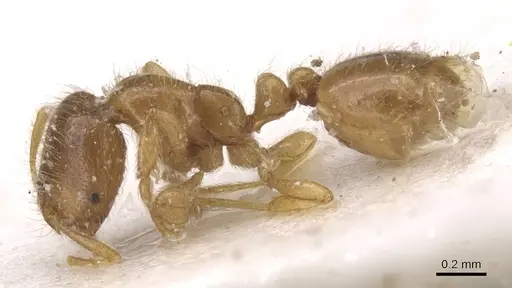 Solenopsis fugax specimen CASENT0913602 image casent0913602_3