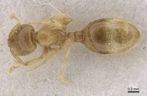Solenopsis fugax specimen CASENT0913603 image casent0913603_1