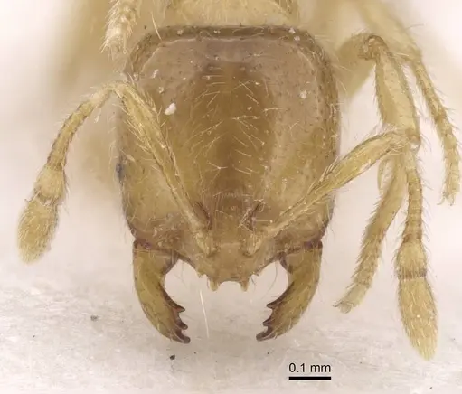 Solenopsis fugax specimen CASENT0913603 image casent0913603_2