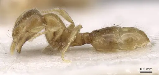 Solenopsis fugax specimen CASENT0913603 image casent0913603_3