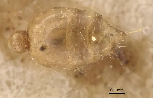 Solenopsis fugax specimen CASENT0913604 image casent0913604_1