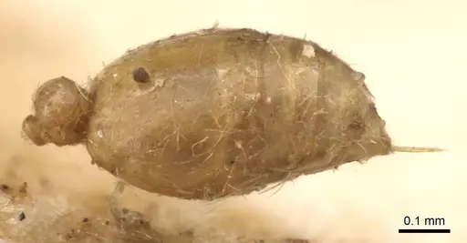 Solenopsis fugax specimen CASENT0913604 image casent0913604_2