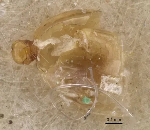 Solenopsis fugax specimen CASENT0913605 image casent0913605_1