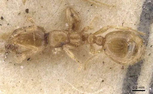 Solenopsis fugax specimen CASENT0913606 image casent0913606_1