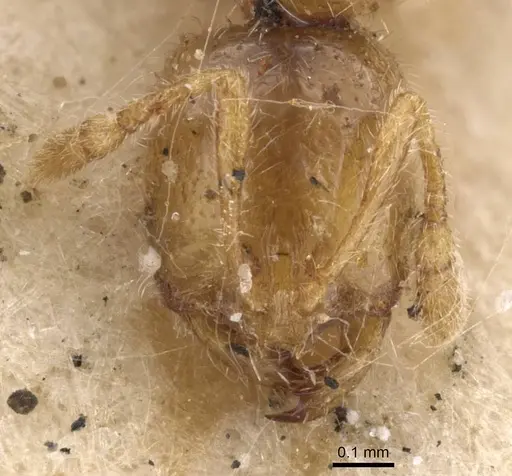 Solenopsis fugax specimen CASENT0913606 image casent0913606_2