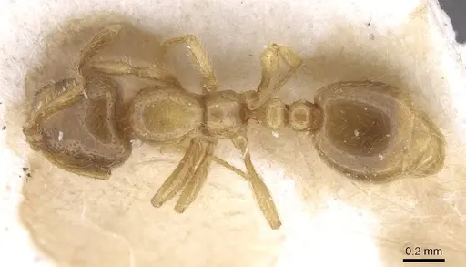 Solenopsis fugax specimen CASENT0913607 image casent0913607_1