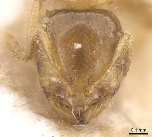 Solenopsis fugax specimen CASENT0913607 image casent0913607_2
