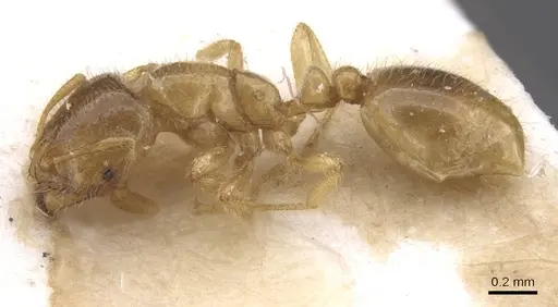 Solenopsis fugax specimen CASENT0913607 image casent0913607_3