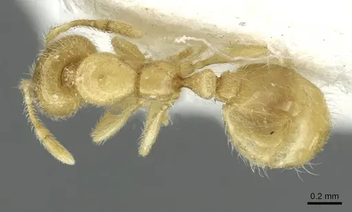 Solenopsis fugax specimen CASENT0913647 image casent0913647_1