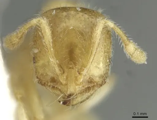 Solenopsis fugax specimen CASENT0913647 image casent0913647_2