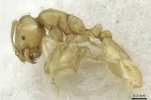 Solenopsis fugax specimen CASENT0913647 image casent0913647_3