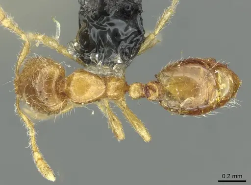 Solenopsis fugax specimen CASENT0913648 image casent0913648_1
