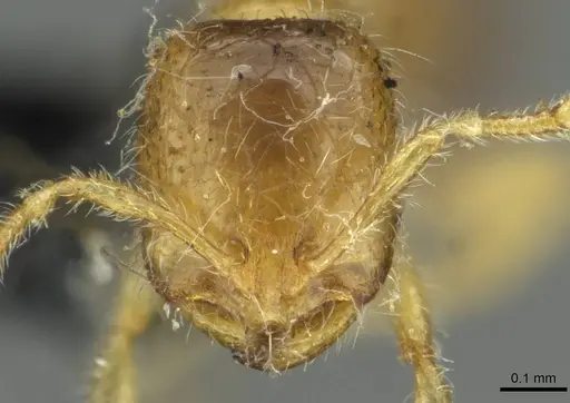 Solenopsis fugax specimen CASENT0913648 image casent0913648_2