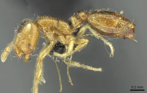 Solenopsis fugax specimen CASENT0913648 image casent0913648_3