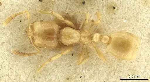 Solenopsis fugax specimen CASENT0913649 image casent0913649_1