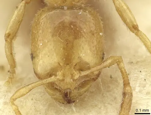 Solenopsis fugax specimen CASENT0913649 image casent0913649_2
