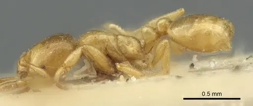 Solenopsis fugax specimen CASENT0913649 image casent0913649_3