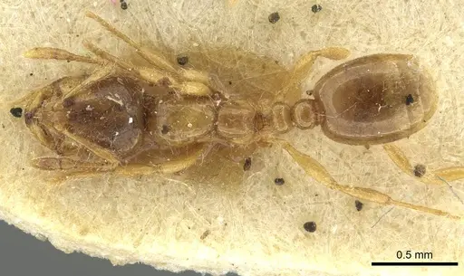 Solenopsis fugax specimen CASENT0913650 image casent0913650_1