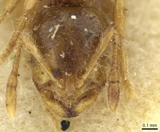 Solenopsis fugax specimen CASENT0913650 image casent0913650_2
