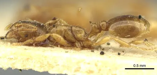 Solenopsis fugax specimen CASENT0913650 image casent0913650_3