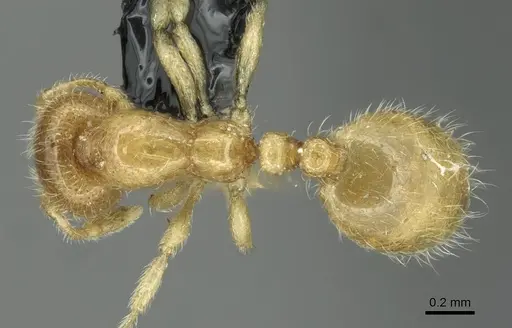 Solenopsis fugax specimen CASENT0913773 image casent0913773_1