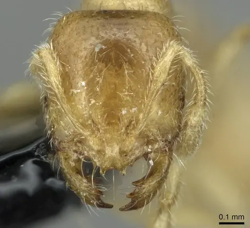 Solenopsis fugax specimen CASENT0913773 image casent0913773_2