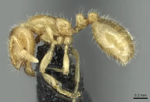 Solenopsis fugax specimen CASENT0913773 image casent0913773_3