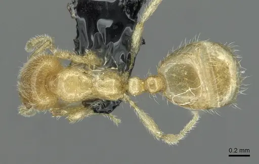Solenopsis fugax specimen CASENT0913774 image casent0913774_1