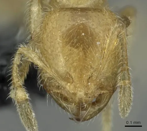 Solenopsis fugax specimen CASENT0913774 image casent0913774_2