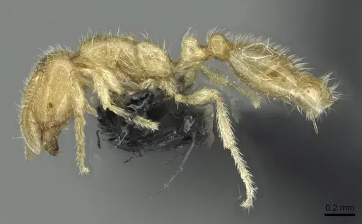 Solenopsis fugax specimen CASENT0913774 image casent0913774_3