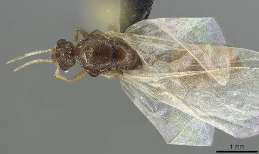 Solenopsis fugax specimen CASENT0913775 image casent0913775_1