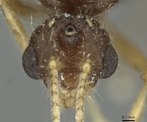 Solenopsis fugax specimen CASENT0913775 image casent0913775_2