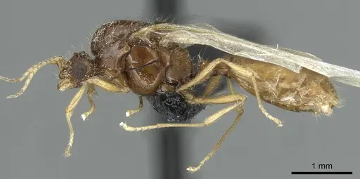 Solenopsis fugax specimen CASENT0913775 image casent0913775_3