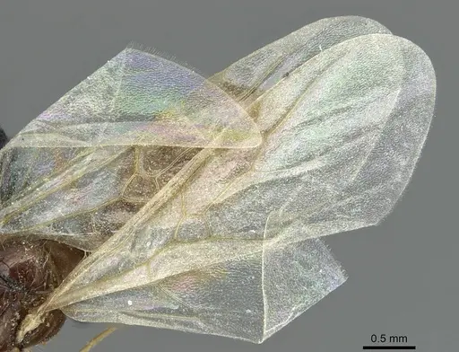 Solenopsis fugax specimen CASENT0913775 image casent0913775_4