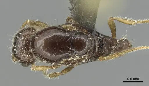 Solenopsis fugax specimen CASENT0913776 image casent0913776_1