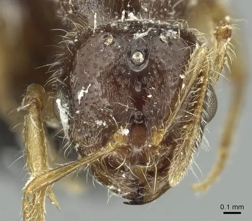 Solenopsis fugax specimen CASENT0913776 image casent0913776_2