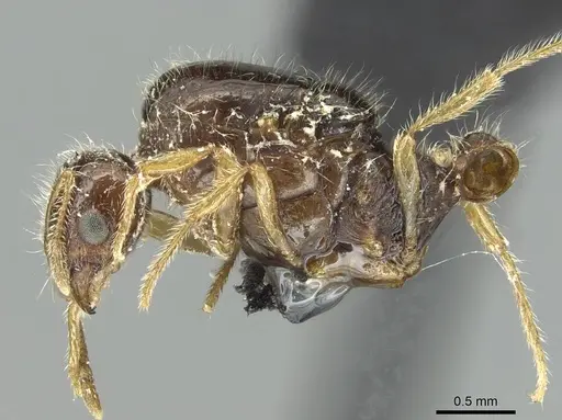 Solenopsis fugax specimen CASENT0913776 image casent0913776_3