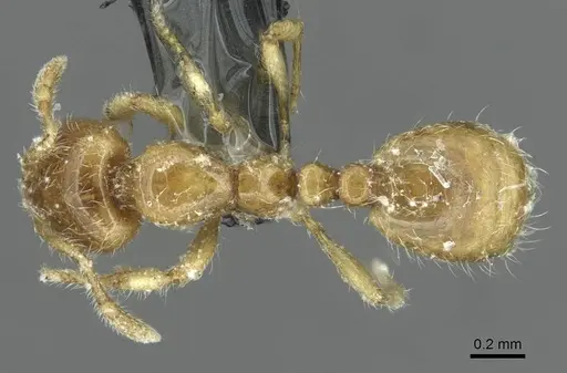 Solenopsis fugax specimen CASENT0913777 image casent0913777_1