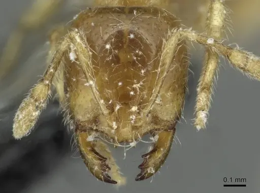 Solenopsis fugax specimen CASENT0913777 image casent0913777_2