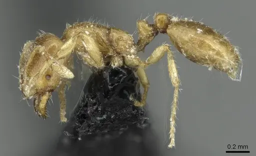 Solenopsis fugax specimen CASENT0913777 image casent0913777_3